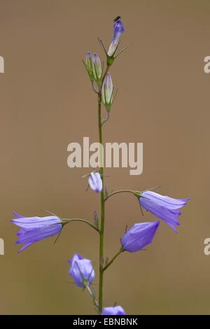 Campanula Rapunculus (Campanula Rapunculus), Blütenstand, Deutschland, Rheinland-Pfalz Stockfoto