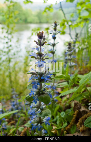 Gemeinsamen Signalhorn, Creeping Bugleweed (Ajuga Reptans), blühen an einem Flussufer, Deutschland, Baden-Württemberg, Neckartal Stockfoto