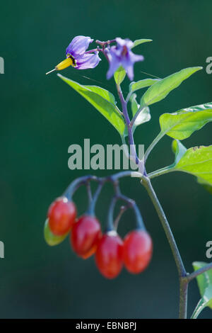 bittere Nachtschatten, Bittersüße Nachtschatten, holzigen Nachtschatten, Klettern Nachtschatten (Solanum Dulcamara), Blüten und Früchten, Deutschland Stockfoto