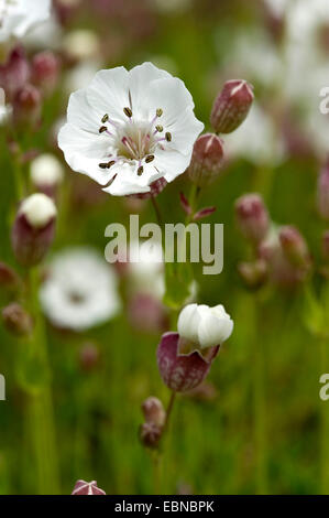Blase Campion, Maiden es Tränen (Silene Vulgaris), Blütenstand, Deutschland, Berner Oberland Stockfoto
