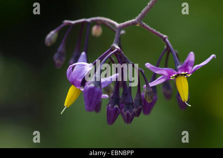 bitter, Nachtschatten, Bittersüße Nachtschatten, holzigen Nachtschatten, Klettern Nachtschatten (Solanum Dulcamara), Blütenstand, Deutschland Stockfoto