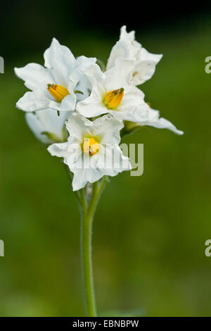 Kartoffel (Solanum Tuberosum), Potato blüht Stockfoto