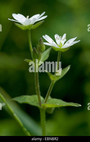 Wasser Vogelmiere, Hahnenfußgewächse, Riesen-Vogelmiere (Myosoton Aquaticum, Stellaria Aquatica), Wasser blühen, Deutschland Stockfoto