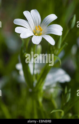 Easterbell Hahnenfußgewächse, größere Stitchwort (Stellaria Holostea), Blume, Deutschland Stockfoto