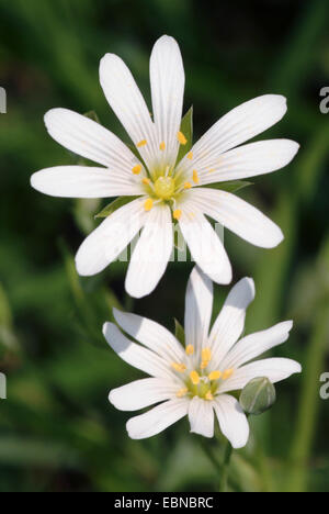 Easterbell Hahnenfußgewächse, größere Stitchwort (Stellaria Holostea), Blumen, Deutschland Stockfoto