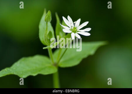 Wasser Vogelmiere, Hahnenfußgewächse, Riesen-Vogelmiere (Myosoton Aquaticum, Stellaria Aquatica), Wasser blühen, Deutschland Stockfoto