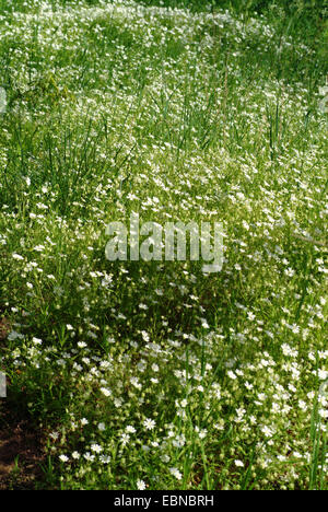 Easterbell Hahnenfußgewächse, größere Stitchwort (Stellaria Holostea), blühen, Deutschland Stockfoto