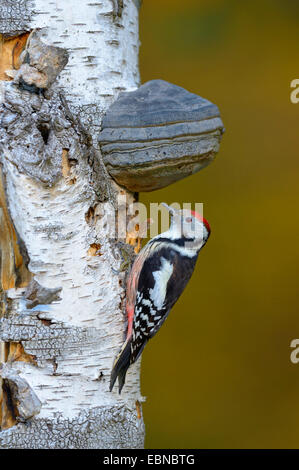 nahen beschmutzt Specht (Picoides Medius, Dendrocopos Medius), im Winter in eine Birke Stamm mit Halterung Pilz, Deutschland, Baden-Württemberg Stockfoto