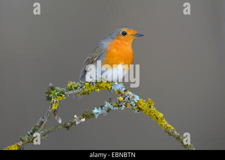 Rotkehlchen (Erithacus Rubecula), auf einem Zweig mit Flechten, Deutschland, Baden-Württemberg Stockfoto