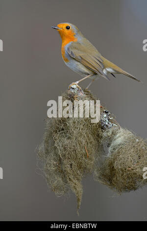 Rotkehlchen (Erithacus Rubecula), auf Fichte Zweig mit Bart Flechte, Deutschland, Baden-Württemberg Stockfoto