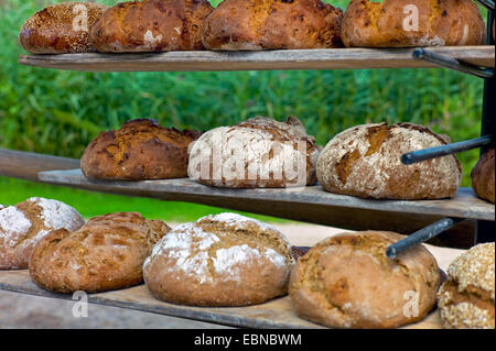 frisch gebackenes Brot in der Nähe von gezüchteten Beaking Haus, Deutschland, Mecklenburg-Vorpommern, Klockenhagen Stockfoto