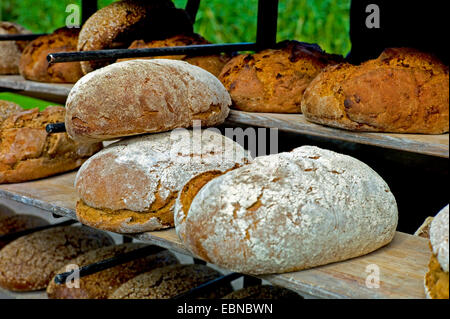 frisch gebackenes Brot in der Nähe von gezüchteten Beaking Haus, Deutschland, Mecklenburg-Vorpommern, Klockenhagen Stockfoto