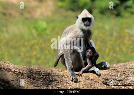 Getuftet grauen Languren (Semnopithecus Priamos), mit dem Welpen, Sri Lanka, Yala National Park Stockfoto