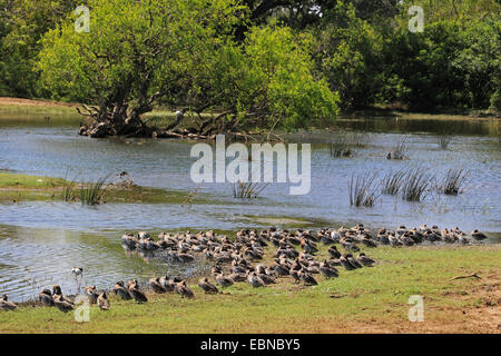 Garganey (Anas Querquedula), Garganey ruht im Yala Nationalpark in Sri Lanka Yala National Park Stockfoto