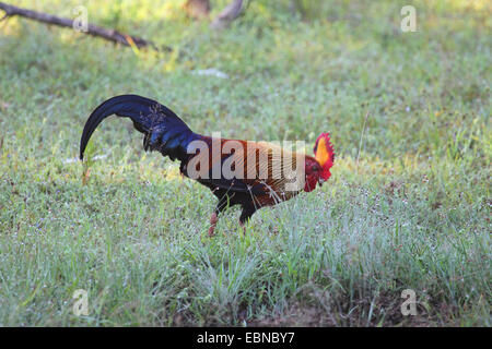 Ceylon Dschungel-Geflügel (Gallus Lafayettii), Männlich, Sri Lanka, Yala-Nationalpark Stockfoto