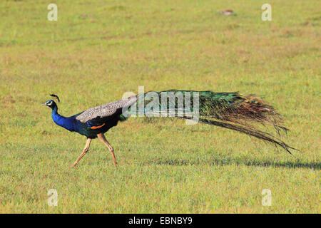 gemeinsamen Pfauen, indischen Pfauen, blaue Pfauen (Pavo Cristatus), Männchen im Yala Nationalpark in Sri Lanka Yala National Park Stockfoto