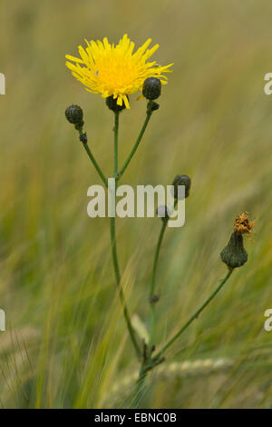 Feld Sow Thistle, Mais säen-Distel, mehrjährige Sow Thistle (Sonchus Arvensis), blühen in einem Kornfeld, Deutschland Stockfoto