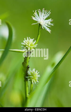 kleine Bur-reed (Sparganium minimum, Sparganium Natans), Blütenstand mit männlichen Blüten, Deutschland Stockfoto