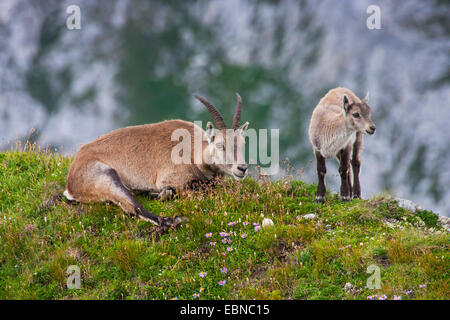 Alpensteinbock (Capra Ibex, Capra Ibex Ibex), weiblich und Juvenile am Hang, der Schweiz, Toggenburg, Chaeserrugg Stockfoto