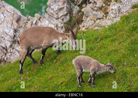 Alpensteinbock (Capra Ibex, Capra Ibex Ibex), weiblich und juvenile Weiden an einem Hang, der Schweiz, Toggenburg, Chaeserrugg Stockfoto