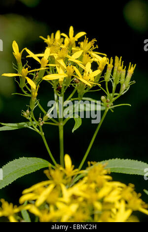 Alpine Holz Kreuzkraut (Senecio Ovatus SSP. Alpestris), blühen, Schweiz Stockfoto