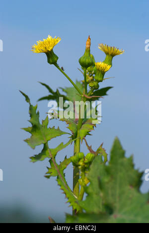 gemeinsamen Sow Thistle, jährliche Sow Thistle, gemeinsame Sow Thistle, kleine Sau Distel (Sonchus Oleraceus), blühen, Deutschland Stockfoto