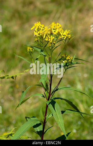 Alpine Holz Kreuzkraut (Senecio Ovatus SSP. Alpestris), blühen, Schweiz Stockfoto