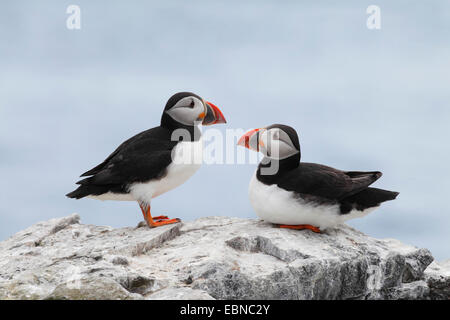 Papageitaucher, gemeinsame Papageientaucher (Fratercula Arctica), zwei Altvögel auf einem Stein, Vereinigtes Königreich, England, Farne Islands, Grundnahrungsmittel Insel Stockfoto