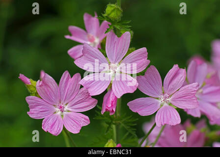 Moschusmalve, Moschus Cheeseweed (Malva Moschata), Blumen, Deutschland Stockfoto