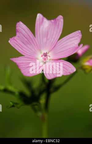 Moschusmalve, Moschus Cheeseweed (Malva Moschata), Blume, Deutschland Stockfoto