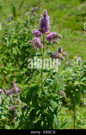 Minze, Pferd Silber Minze (Mentha Longifolia), blühen, Deutschland Stockfoto