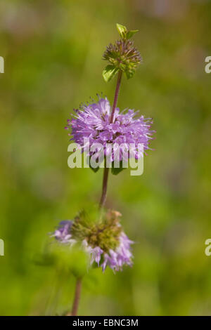 Poleiminze (Mentha Pulegium), blühen, Deutschland Stockfoto