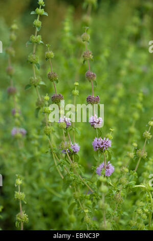 Poleiminze (Mentha Pulegium), blühen, Deutschland Stockfoto