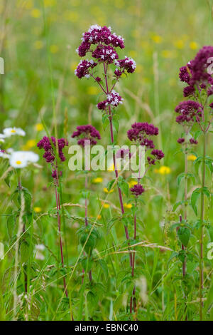 wilde Origanum, wilden Majoran (Origanum Vulgare), blühen, Deutschland Stockfoto