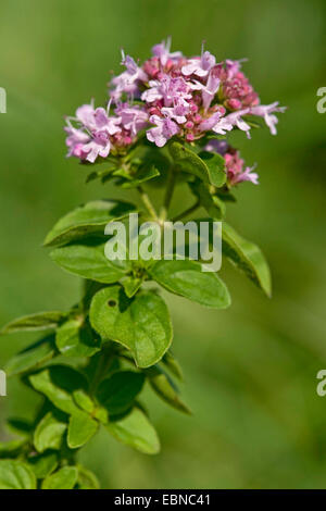 wilde Origanum, wilden Majoran (Origanum Vulgare), blühen, Deutschland Stockfoto