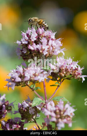 wilde Origanum, wilden Majoran (Origanum Vulgare), Blütenstand mit Biene, Deutschland Stockfoto