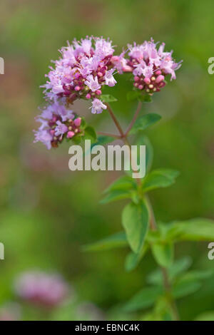 wilde Origanum, wilden Majoran (Origanum Vulgare), blühen, Deutschland Stockfoto