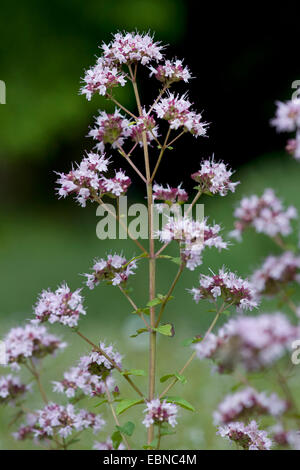 wilde Origanum, wilden Majoran (Origanum Vulgare), blühen, Deutschland Stockfoto