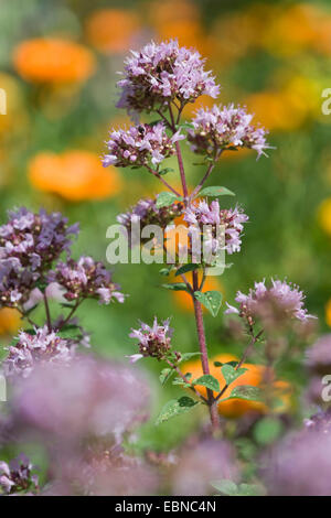 wilde Origanum, wilden Majoran (Origanum Vulgare), blühen, Deutschland Stockfoto