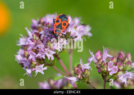 Firebug (Pyrrhocoris Apterus), sitzen auf wilden Majoran, Deutschland Stockfoto