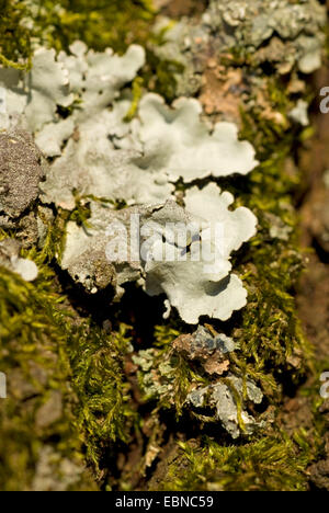 Flechten (Parmelina Tiliacea), auf Rinde, Deutschland Stockfoto