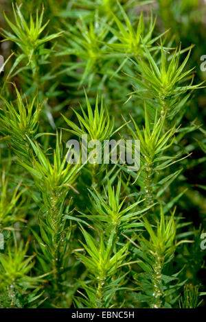 Sterne-Haircap Moss, Haar Moos (Polytrichum Formosum, Polytrichum Attenuatum), Moos, Twiglet, Deutschland Stockfoto
