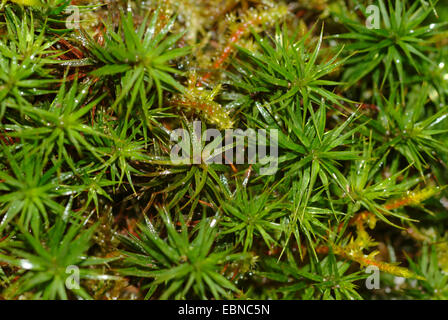 Sterne-Haircap Moss, Haar Moos (Polytrichum Formosum, Polytrichum Attenuatum), Moos, Twiglet, Deutschland Stockfoto