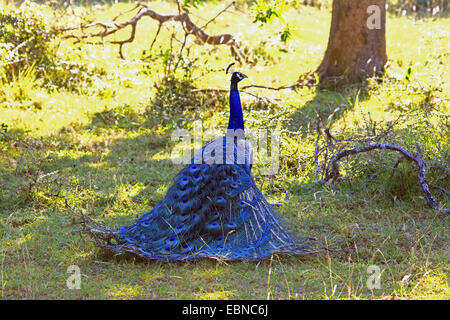 gemeinsamen Pfauen, indischen Pfauen, blaue Pfauen (Pavo Cristatus), Männlich, Sri Lanka, Yala-Nationalpark Stockfoto