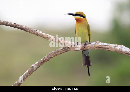 Blau-tailed Bienenfresser (Merops Philippinus), auf einem Ast, Sri Lanka, Yala-Nationalpark Stockfoto