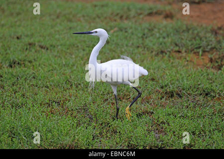 Seidenreiher (Egretta Garzetta), in einer Wiese, Sri Lanka, Yala-Nationalpark Stockfoto