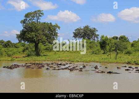 Asiatische Wasserbüffel, wilde Wasserbüffel, Carabao (Bubalus beispielsweise, Bubalus Arnee), Baden-Herde, Sri Lanka, Udawalawe National Park Stockfoto