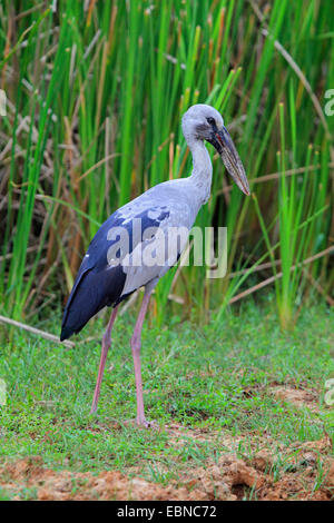 Asiatischen Open-Rechnung Storch (Anastomus Oscitans), am Ufer, Sri Lanka, Yala National Park Stockfoto