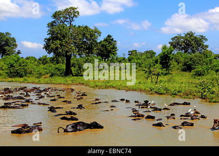 Asiatische Wasserbüffel, wilde Wasserbüffel, Carabao (beispielsweise Bubalus Bubalus Arnee), mit Silberreiher, Casmerodius Albus, Sri Lanka, Udawalawe National Park Stockfoto