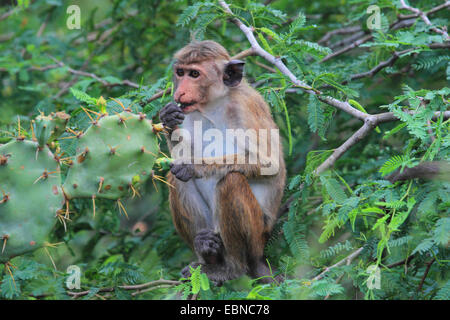 Toque Makaken (Macaca Sinica), sitzen im Gebüsch und Fütterung Kaktusfeigen, Sri Lanka, Bundala Nationalpark Stockfoto